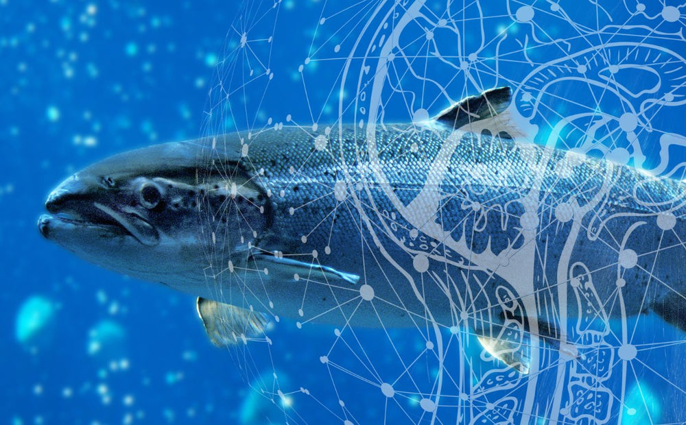 Omega-3s | Vital for Brain, Body & Health Benefits