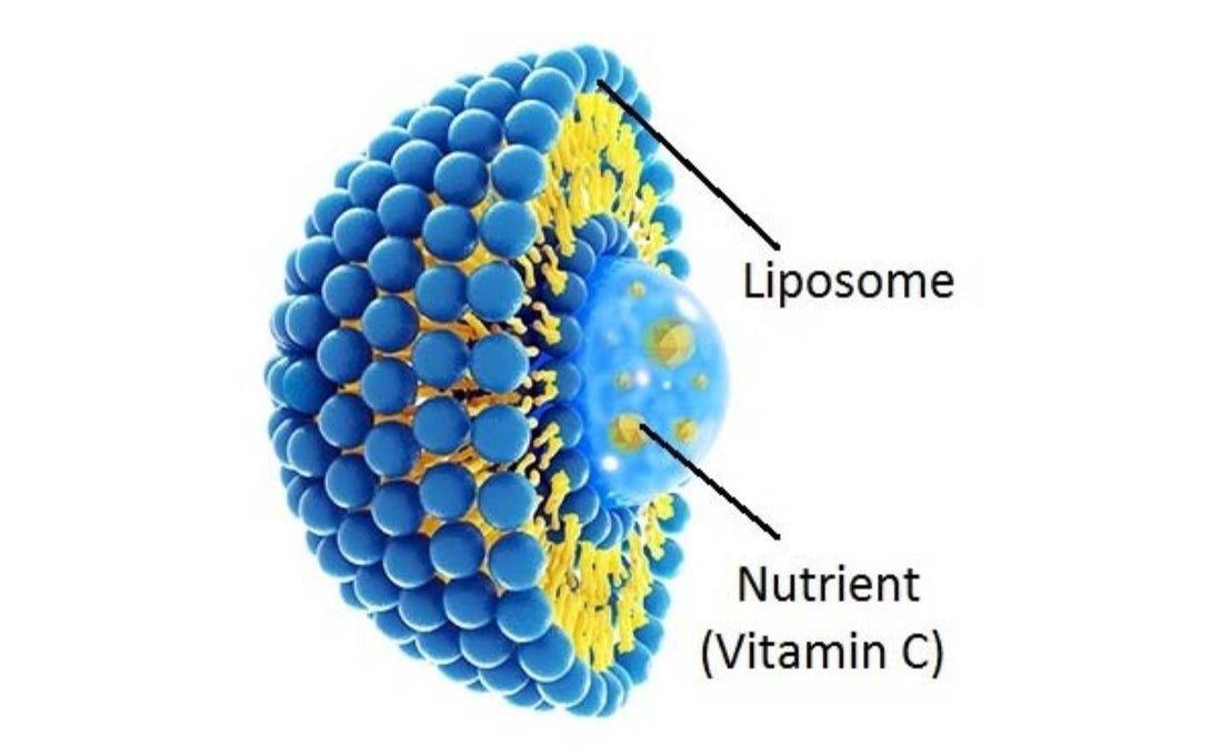 Vitamin C What it Actually Does and How You Can Use It